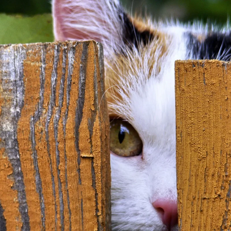 Katze späht durch einen Spalt in einem Holzzaun